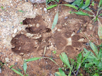 probabili impronte di lupo nel Parco di Montioni